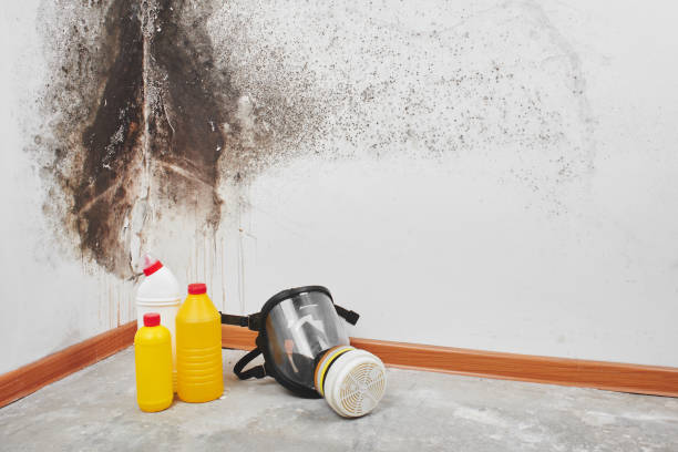 Best Residential Mold Remediation in Ravenswood, WV