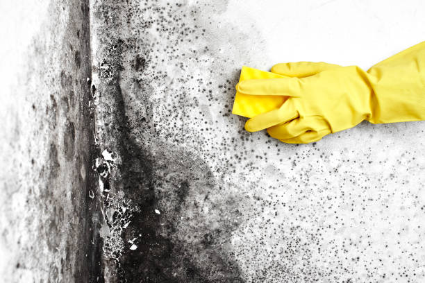 Best Insurance-Related Mold Remediation in Ravenswood, WV