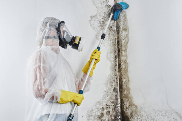 Best HVAC Mold Remediation in Ravenswood, WV