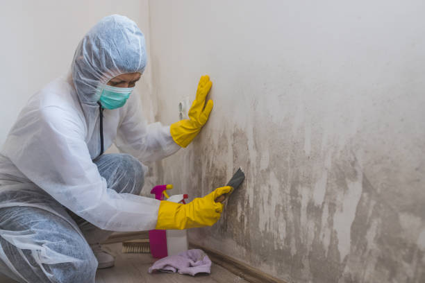 Best White Mold Remediation in Ravenswood, WV