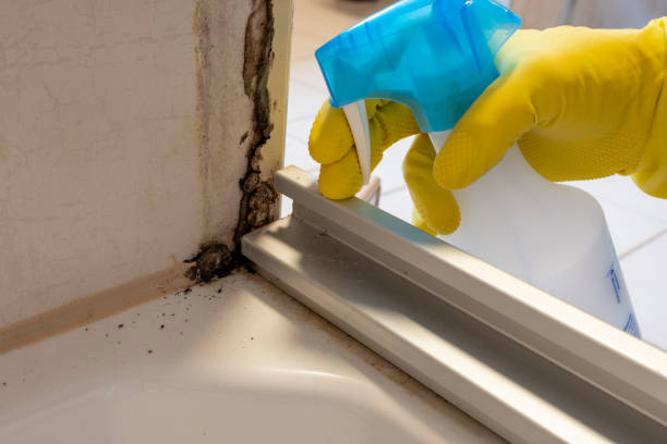 Best Mold Testing and Inspection Services in Ravenswood, WV