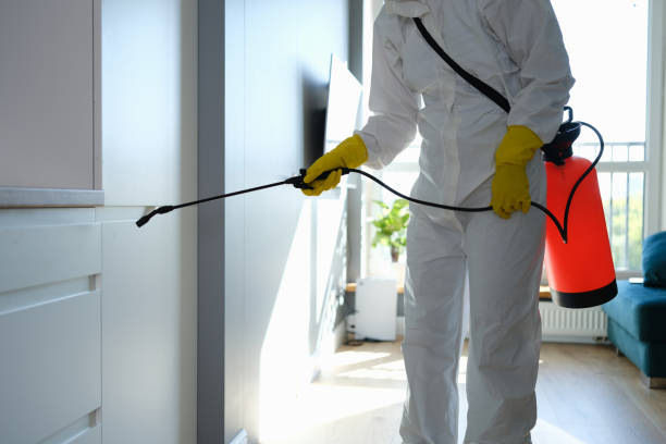 Best Basement Mold Remediation in Ravenswood, WV