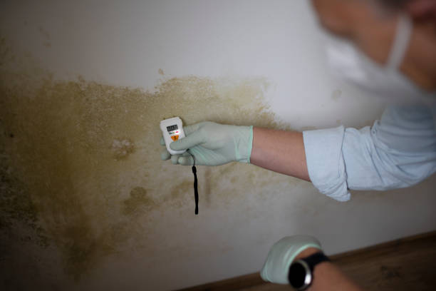 Best Mold Remediation for Specific Building Types in Ravenswood, WV