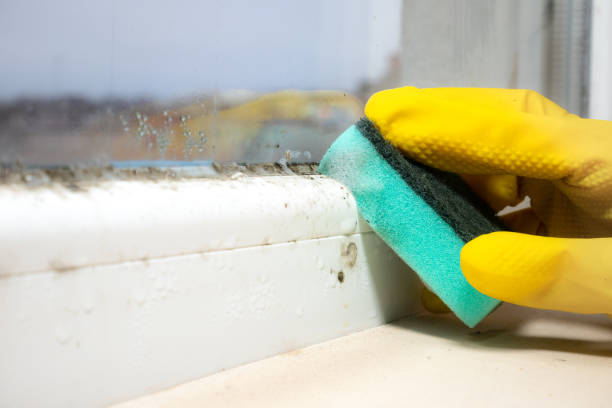 Best Black Mold Remediation in Ravenswood, WV