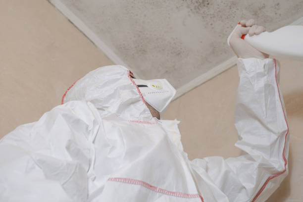 Best HVAC Mold Remediation in Ravenswood, WV