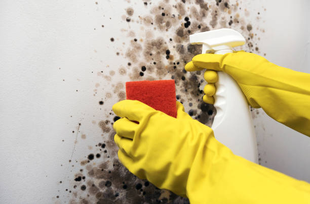 Trusted Ravenswood, WV Mold Remediation Experts