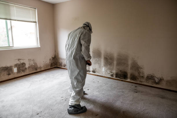 Best Black Mold Remediation in Ravenswood, WV